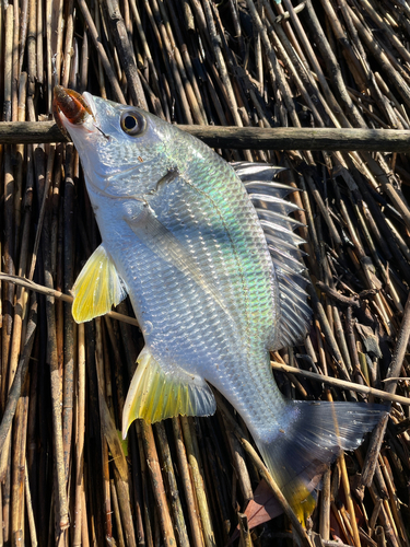 キビレの釣果