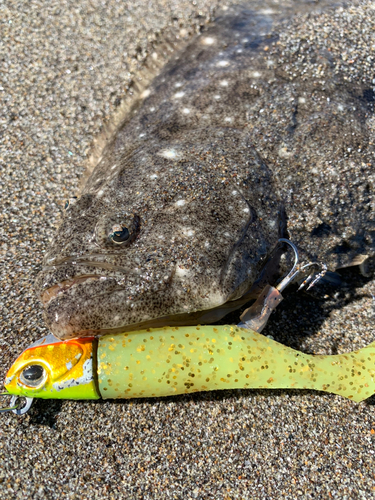 ソゲの釣果