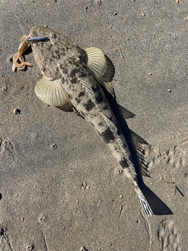 マゴチの釣果