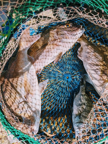 マダイの釣果