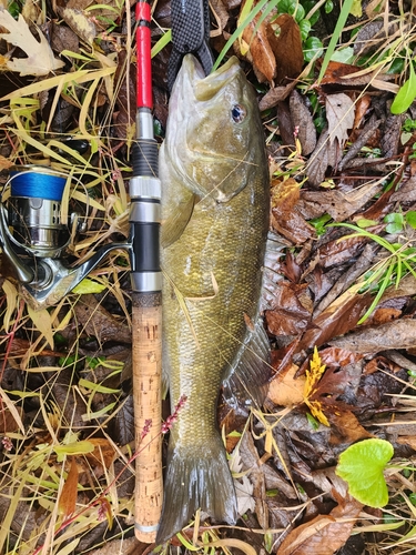 スモールマウスバスの釣果