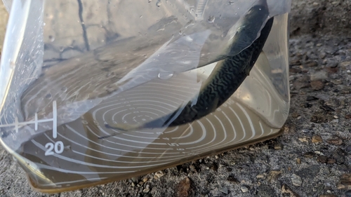 サバの釣果