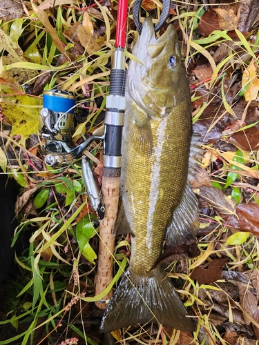 スモールマウスバスの釣果