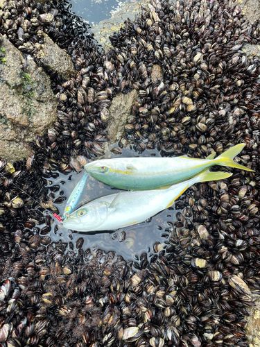 フクラギの釣果