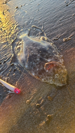 ソゲの釣果