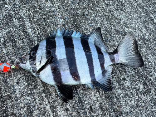 イシダイの釣果