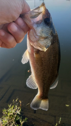 ブラックバスの釣果