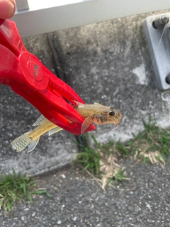 ハゼの釣果