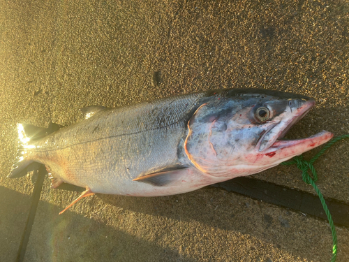 サケの釣果