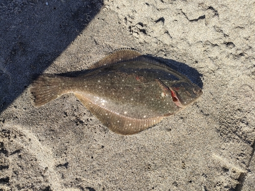 カレイの釣果