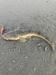 マゴチの釣果