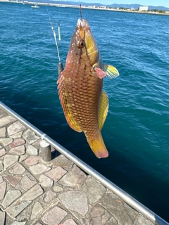 アカササノハベラの釣果