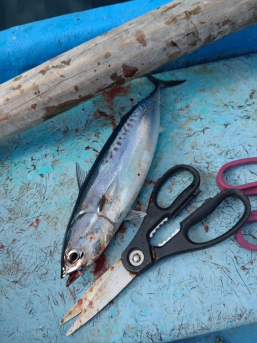 ソウダガツオの釣果