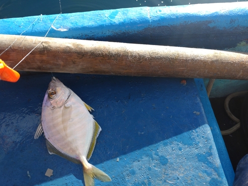 カイワリの釣果