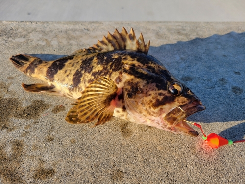 ベッコウゾイの釣果