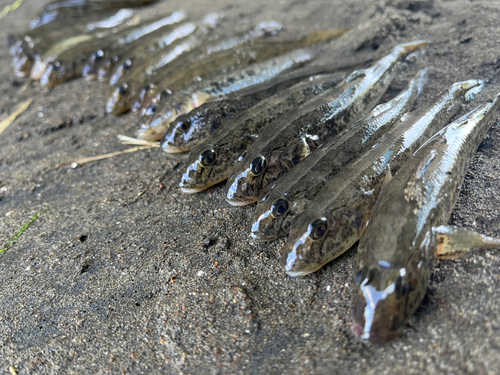 マハゼの釣果