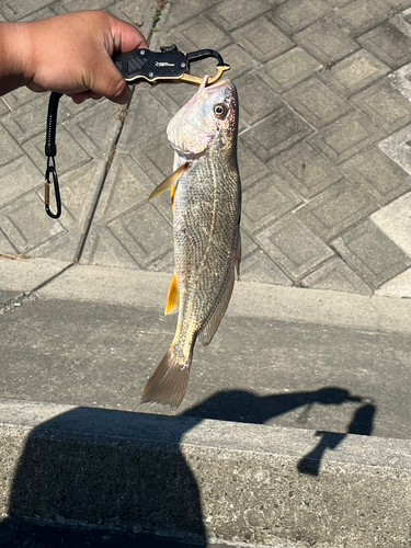 シログチの釣果