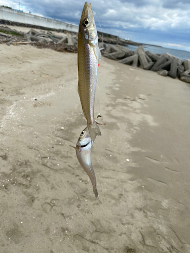 キスの釣果