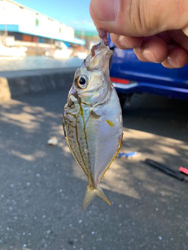 ヒイラギの釣果