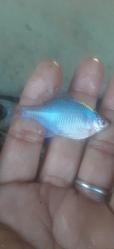 タイリクバラタナゴの釣果