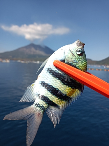 オヤビッチャの釣果