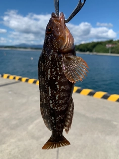 アイナメの釣果