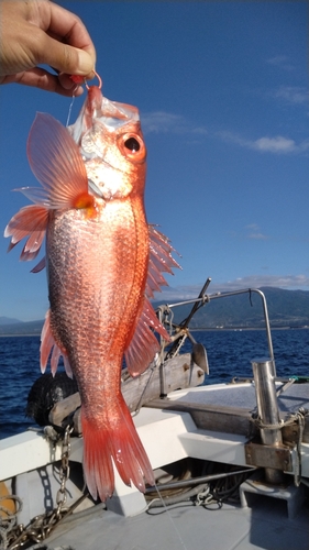 アカムツの釣果