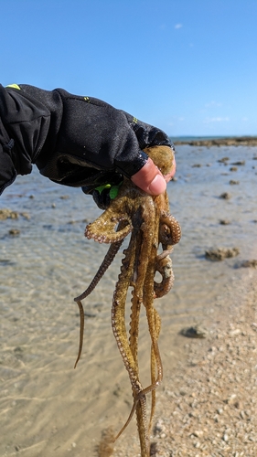 シガヤーダコの釣果