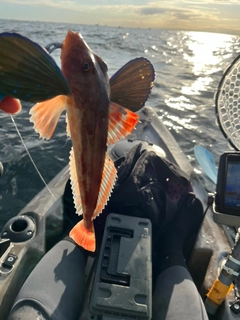 ホウボウの釣果