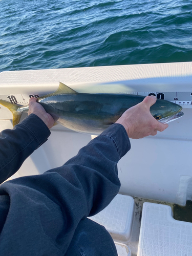 ハマチの釣果