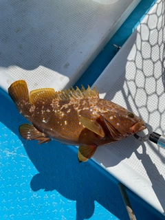 アコウの釣果