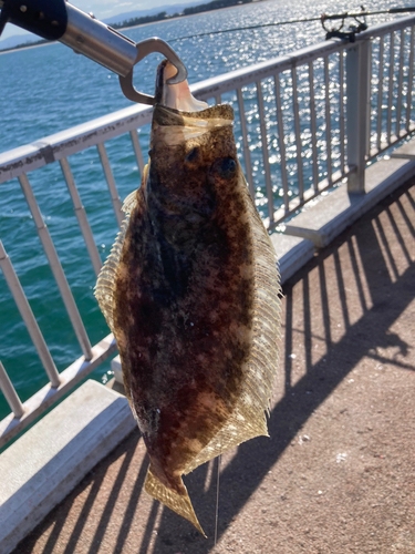 ヒラメの釣果