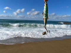 カニの釣果