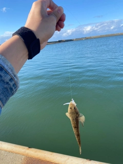 コチの釣果