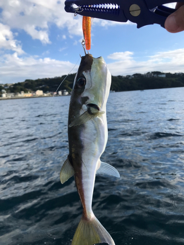 シロサバフグの釣果