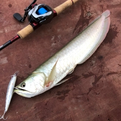 アロワナの釣果