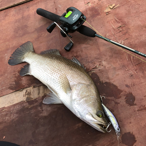 バラマンディの釣果