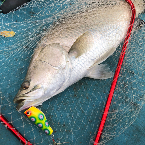 バラマンディの釣果