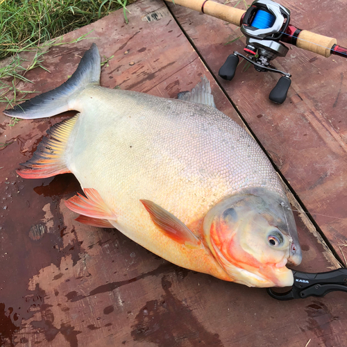 コロソマの釣果