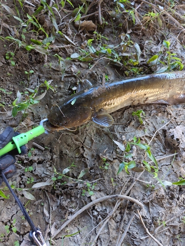 ナマズの釣果