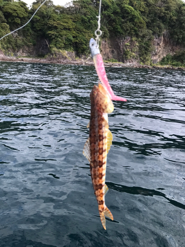 アカエソの釣果