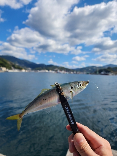 ムロアジの釣果