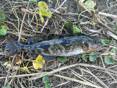 アイナメの釣果