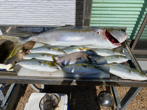 ヒラマサの釣果