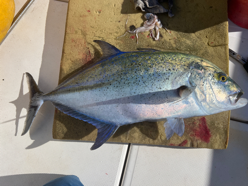 カスミアジの釣果