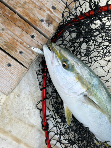 メジロの釣果