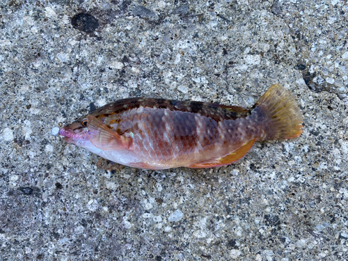 アカササノハベラの釣果