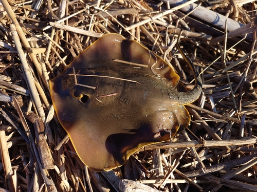 アカエイの釣果