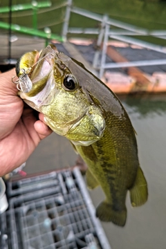 ラージマウスバスの釣果