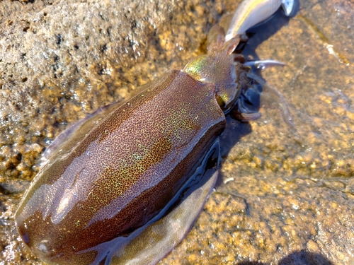 アオリイカの釣果